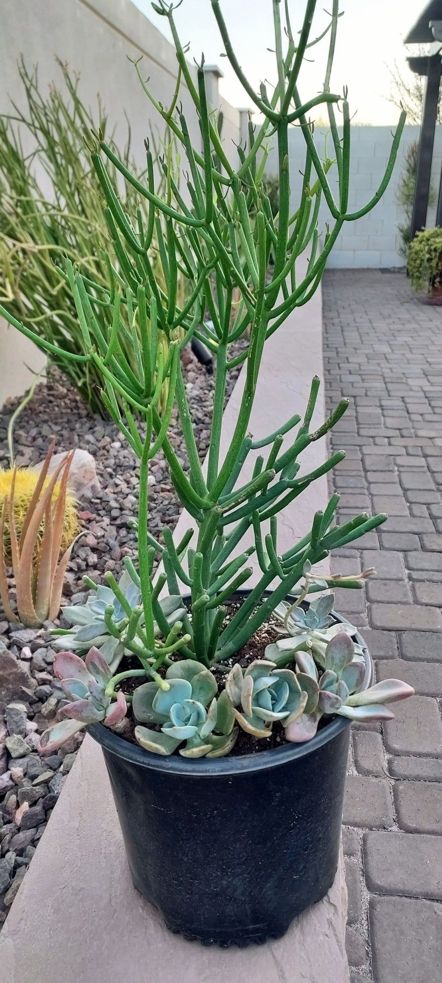 Succulent Mix 