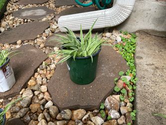 Spider plants