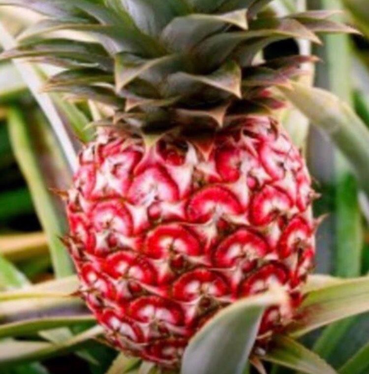 Red Mini Pineapple Fully Grown Plant 2 Gallon