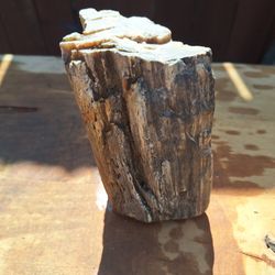 Rare Rock Quartz-permineralized fossil wood (Chinle Formation, Upper Triassic; Woodruff, Arizona, USA