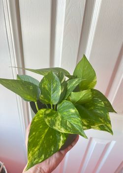 Golden pothos