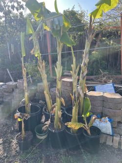 Organic banana Tree 2 Years Old