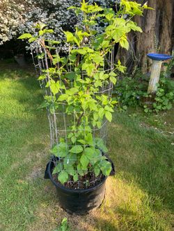 Large producing raspberry plant with cage  in black nursery pot with handles