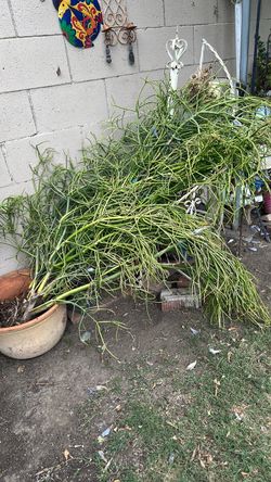 Plant cuttings