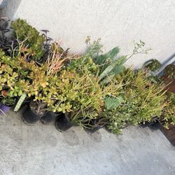 Mix Succulent Plants $4-$5 Each 1 Gallon 