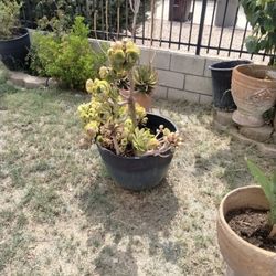 Big Pots With Plants 