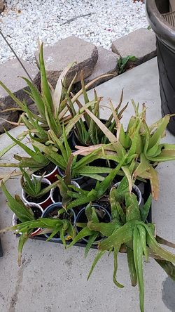Aloe Vera Plants