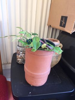 Ceramic pot has nice type plant