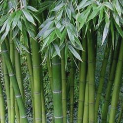 Bamboo