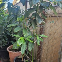 Avocado tree