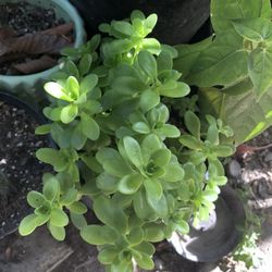Suculenta