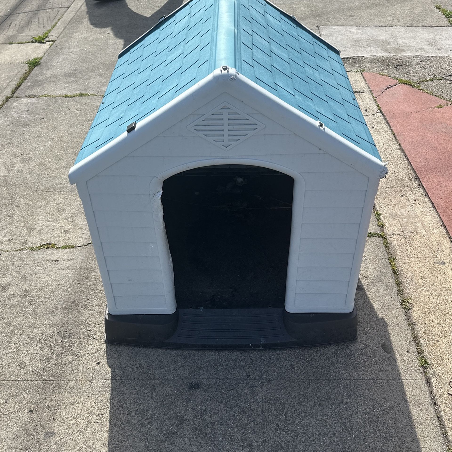 dog 