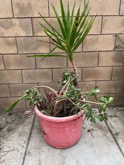 Huge plant
