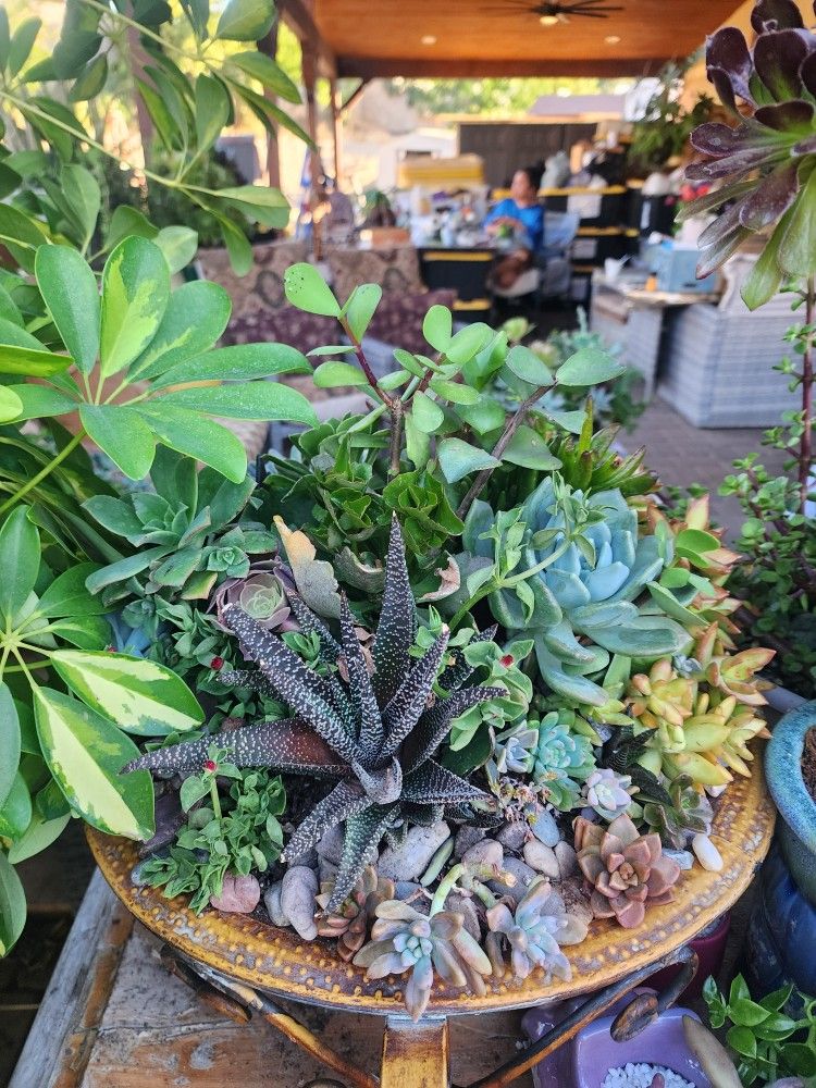 Succulents