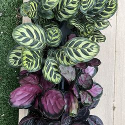 Prayer plants calathea, live Plant in a 4" nursery pot. ✔️ profile for more 🪴$8 ea