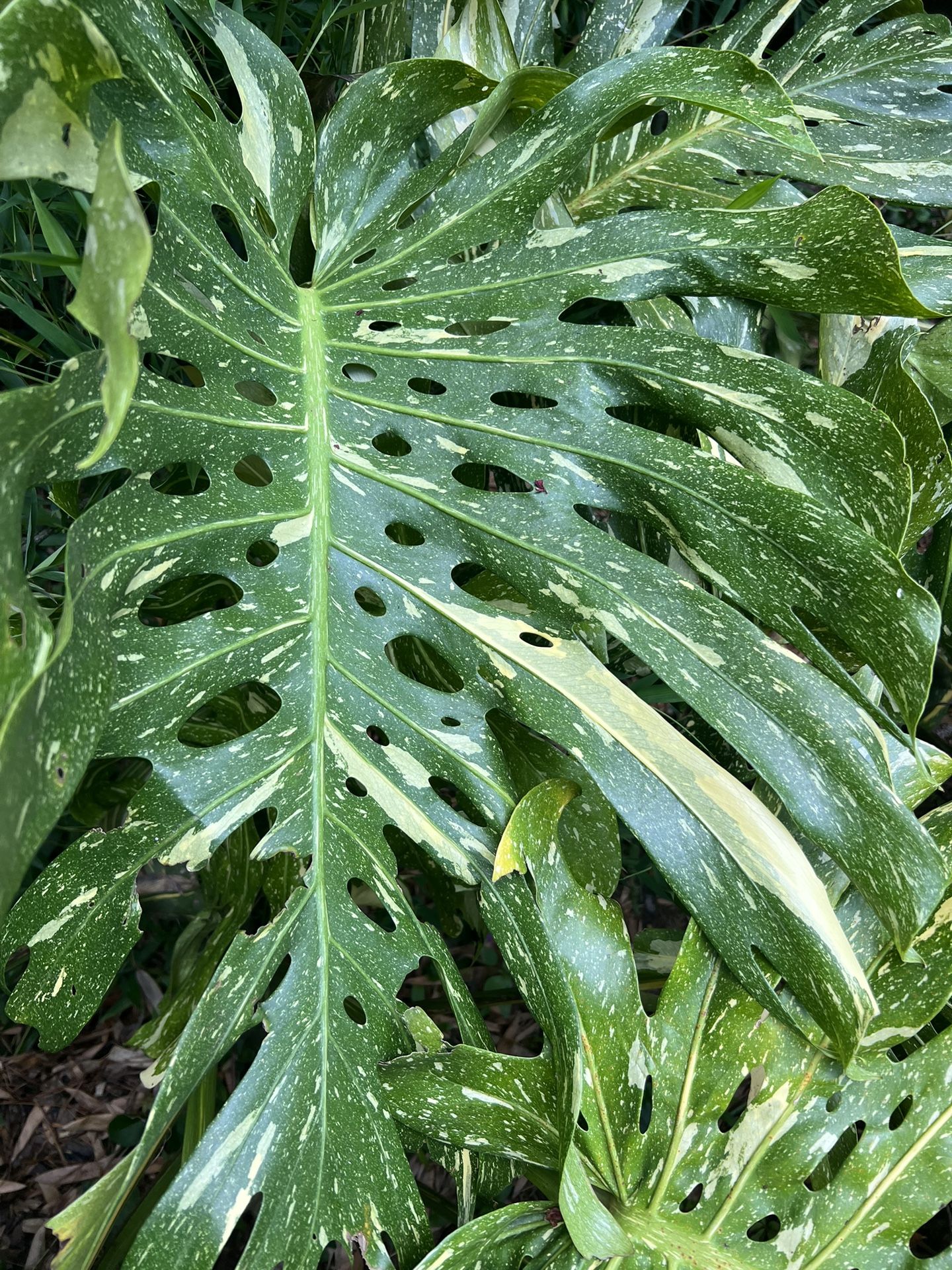Variegated Monstera Thai Constellation Plant Cutting (pls Read Description Below)