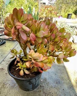 Large Jade Plant
