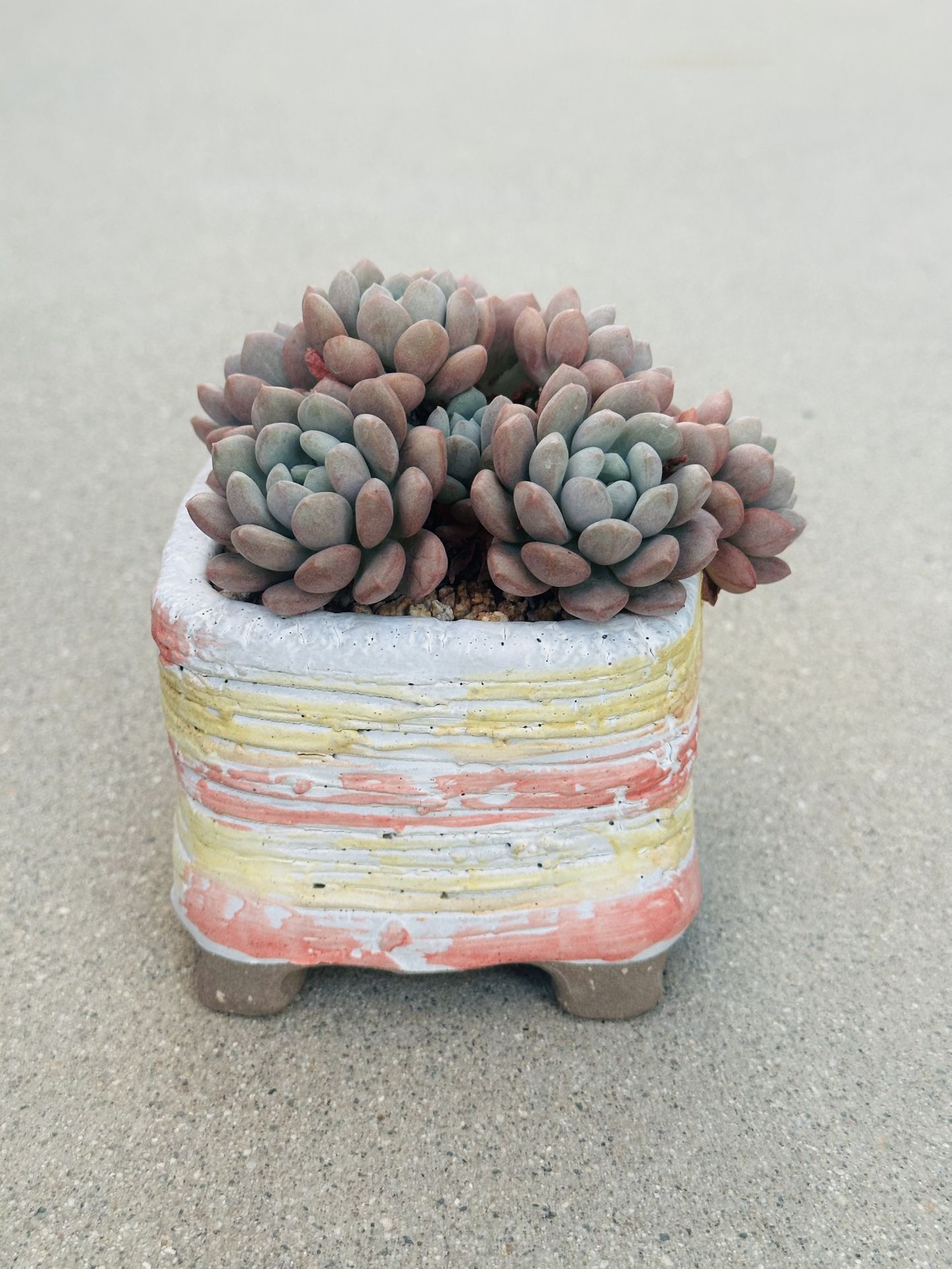 Succulents plants 🪴 (Pachyveria 'Elaine Reinelt')