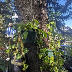 Hanging Potted Pothos Plants. 5 Available In Good Condition. Medium Length Vines. $45 Each Or 2 For $75