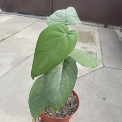 6” Syngonium Chiapense 