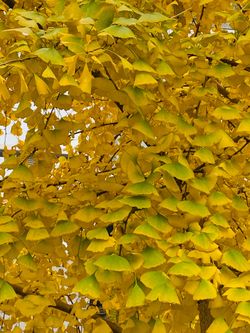 Ginkgo trees