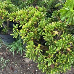 Succulents Plants