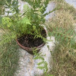 Lady Fern In 8" Clay Terra Cotta Pot With Drainage