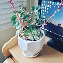 Succulents