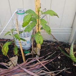 Avocado Tree