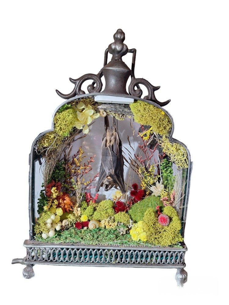Real Taxidermy In Light Up Lantern 