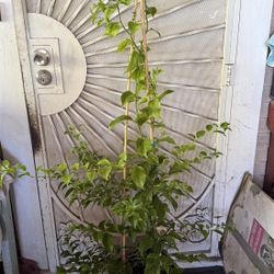 White And purple Bougainville Plant Flower 
