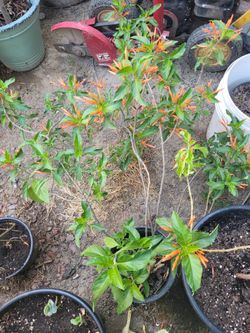 Mexican Honeysuckle Plant 