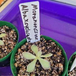 Pings, Butterworts, Carnivorous Plants