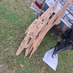 50 dollar pecked drift cypress