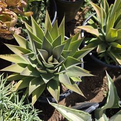 Agaves For Sale