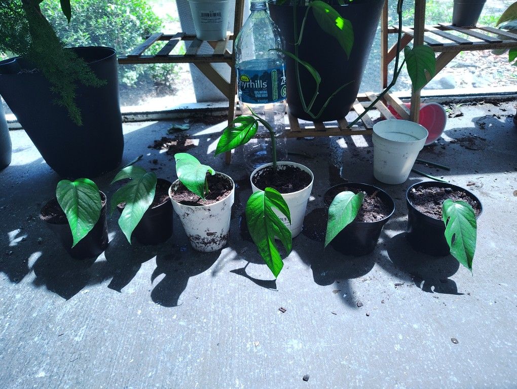 6 Baltic Blue Pothos cuttings For $5!!!
