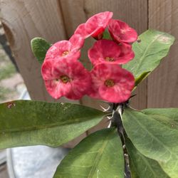 Planta Co Ona De Cristo