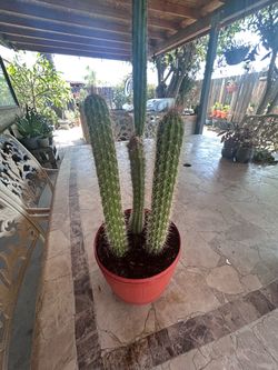 Cactus plant