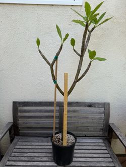 FS: Plumeria - 'Rachel's Cloud'