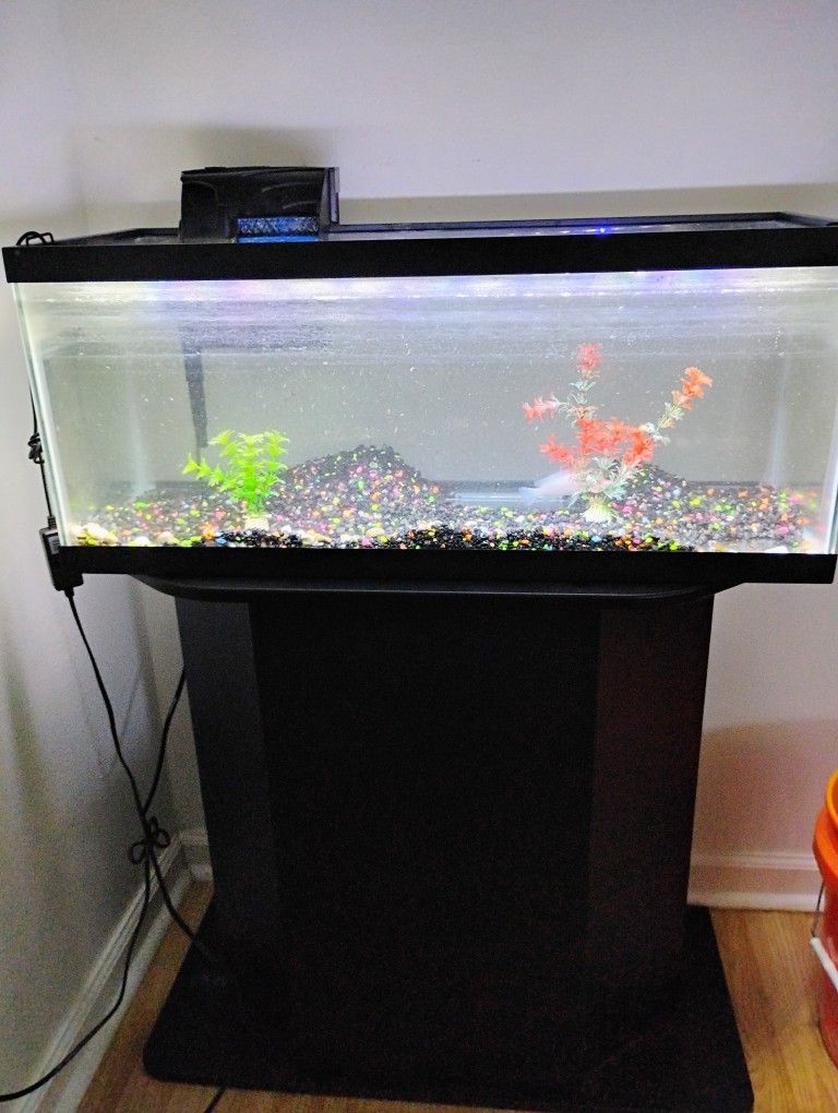 Fish Tank & Accessories
