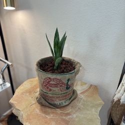 2 Gallon Agave Tequilana