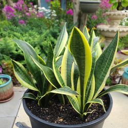 Sansevieria Snake Plant 