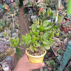 Succulent Plant 