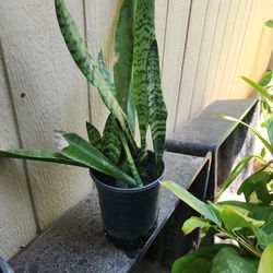 1 Gallon Sanseveria