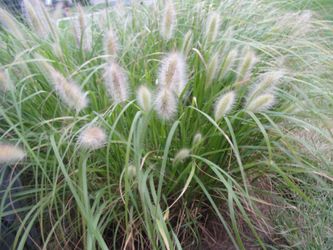 Ornmental Grass - Fountain Grass