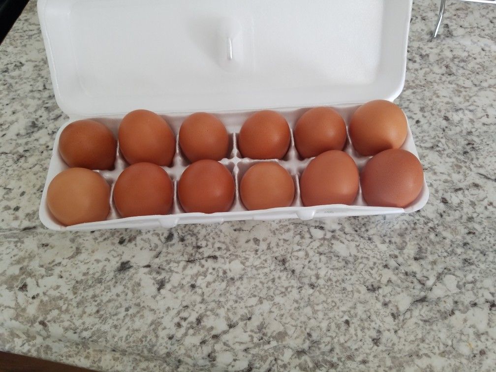Fresh organic eggs