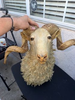 Taxidermy