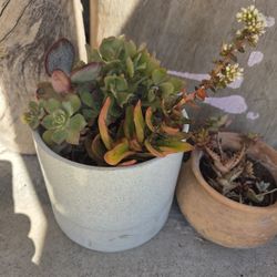 Potted Succulent Assortment Ceramic Pot