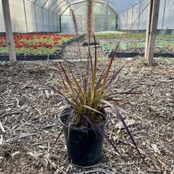 Purple Fountain Grass 1 Gallon Plant