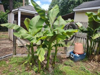 Bananas Plants